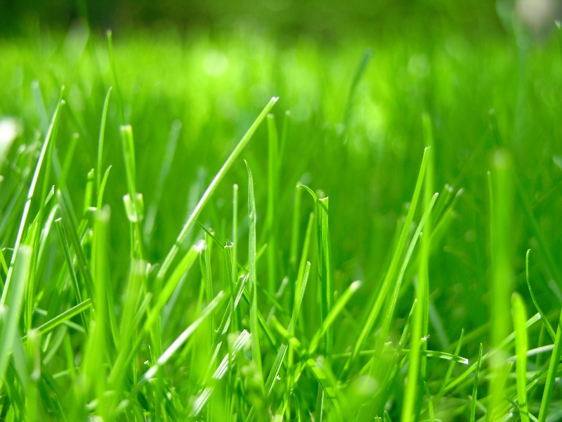 Closeup of Grass